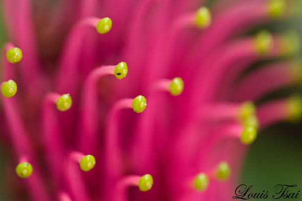 CRW_6955