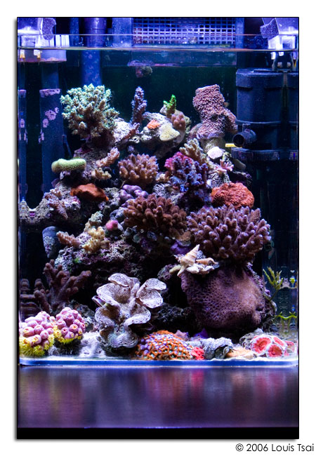 November nTOTM! - Reef Central Online Community